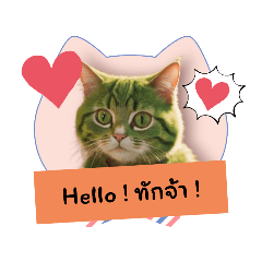 Chat Daily : Poker Face Cat Catty 1<T>