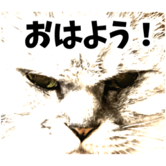 ねこなーさ♡