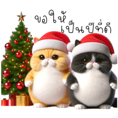 Cats is socutes :happy new year