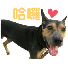 巧克力不吃巧克力