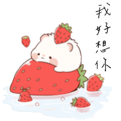 Cute and fat strawberry guinea pig