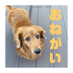 hanyamaru_20231209101321