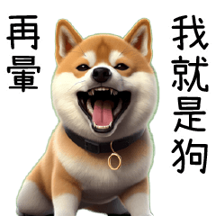 Cute Shiba Inu dog!