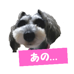 SAKURA_20231209203838