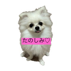 Sakura_20231210000738