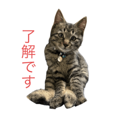 キジトラ子猫・ボン - LINE スタンプ | LINE STORE