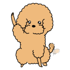 sheep cut toy poodle