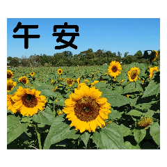 花海  早安 午安 晚安