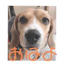 NAO_20231210232738