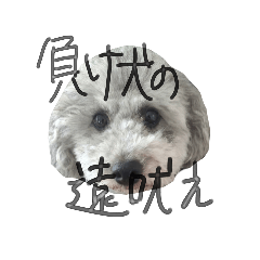 very cute dog0723