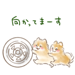 Pomeranian Huuwa and Touwa