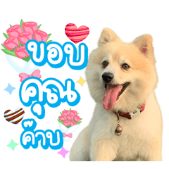 Ufa Afu Luffy My Dog 01