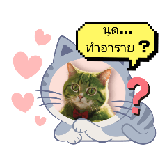 Chat Daily : Cat Catty Silent Talks <T>