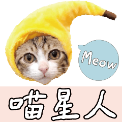 MEOW MEOW CUTE CATS