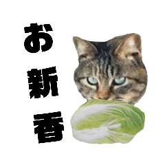 白菜と猫
