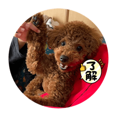 KANA_animal