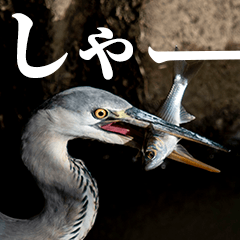Realistic gray heron (Revised)