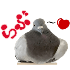 Pokkuru the pigeon