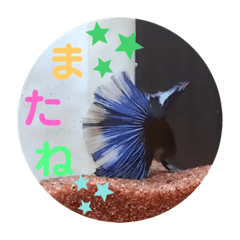 ayuminmin_20231212211024