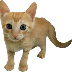 Small orange sprouts