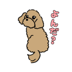 Toy poodle Mugi-kun