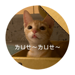 林巴結 Baguette l