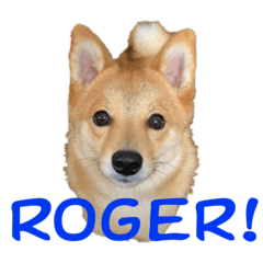 DRAGON FLY_20231213211804