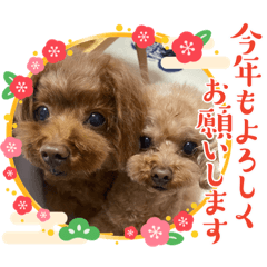 toypoodle sisters2