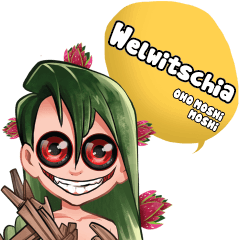 OHO MOSHi MOSHi ...Welwitschia-1