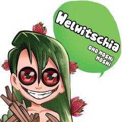 OHO MOSHi MOSHi ...Welwitschia-2