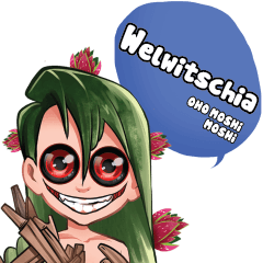 OHO MOSHi MOSHi ...Welwitschia-5