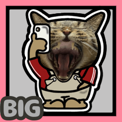キジトラ猫BIG14