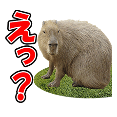 Cute Capybara (photo)Sticker Pack