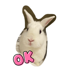 蕭家ㄝ萌萌兔