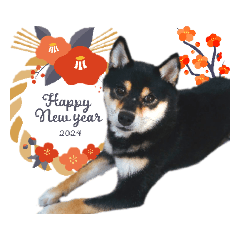 Japanese dog Kuroshiba's daily life 13