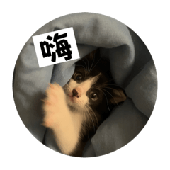 內心劇場的喵