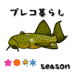 pleco_gurashi#03