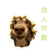 a chubby chocolate dachshund-PENG PENG