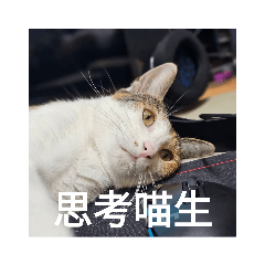 Neko小公舉日常