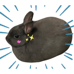 灰塵兔兔