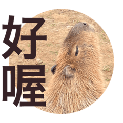 呆萌動物大集合| 光頭賣- 最大的LINE貼圖代購網| 全館通通降五元VIP儲