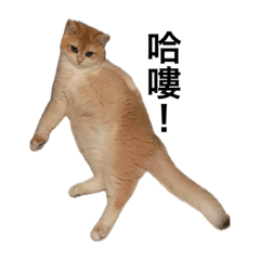大眼の美美