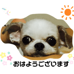 moo_20231215222309