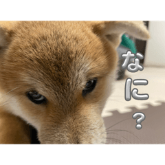 sakura_20231216153855