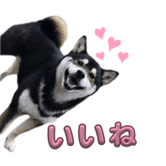 suzu_20231217143545
