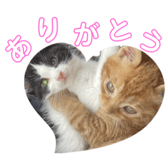 chanrena_20231217021926