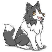 border collie's happy daily life