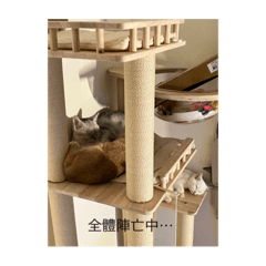 我家の貓狗
