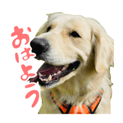 ドーリーと愉快な仲間たち