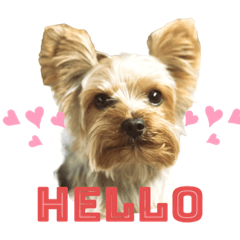 Peppy the Yorkie 1